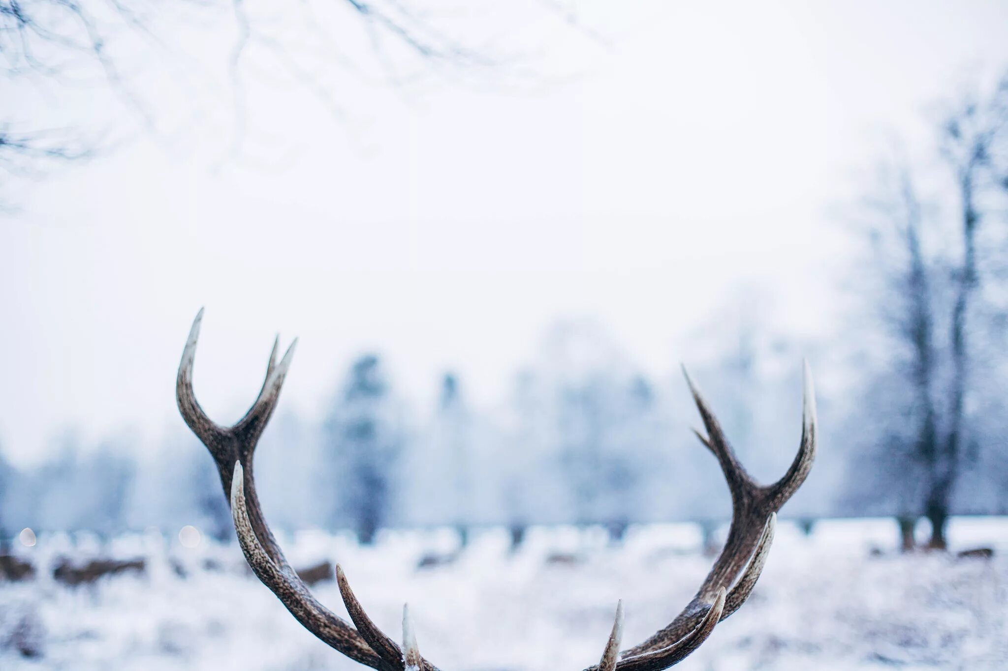 Оленьи рога / Antlers. Олень зимой. Олень в снегу. Оленьи рога зимой.