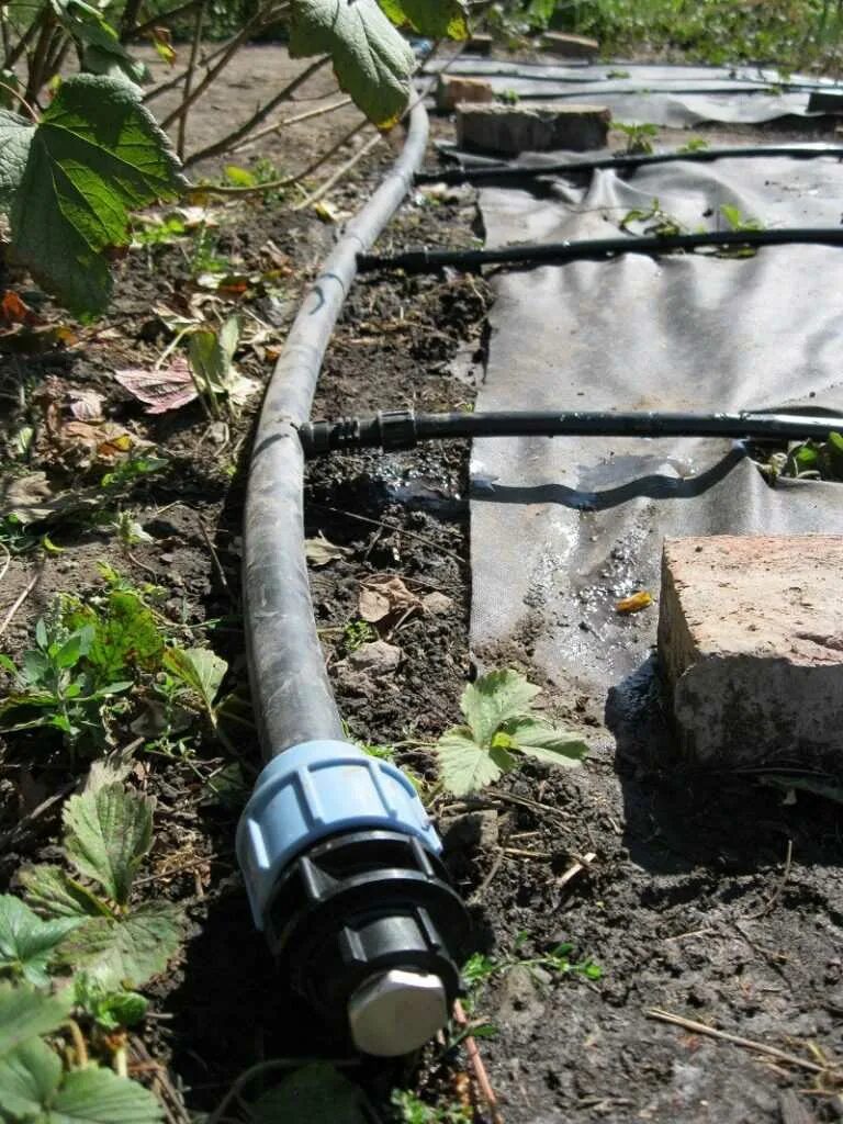 Капельный полив для виктории. Как сделать полив для клубники. Система капельного полива для клубники. Система капельного полива для клубники. Капельный полив земляники.