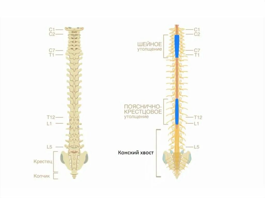 Строение спинного мозга утолщения. Шейное утолщение спинного мозга. Поясничное утолщение спинного мозга. Шейное и поясничное утолщение спинного мозга.