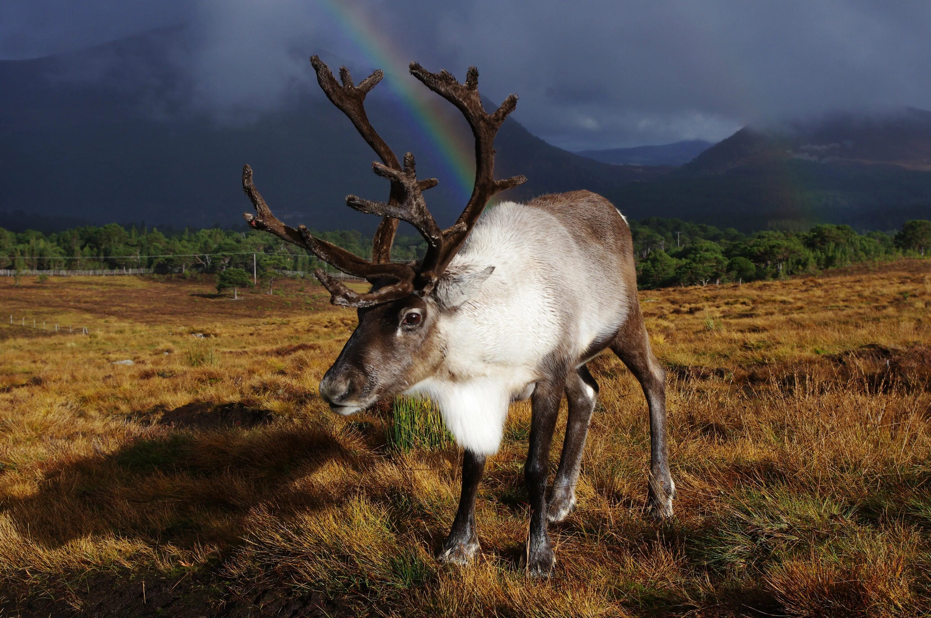 Scotland animal. Северный олень Карибу. Северный олень в лесотундре. Олень Карибу Северной Америки. Северный олень в тундре.