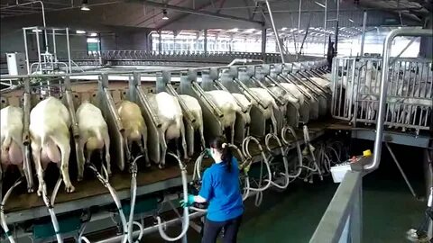 Milking video