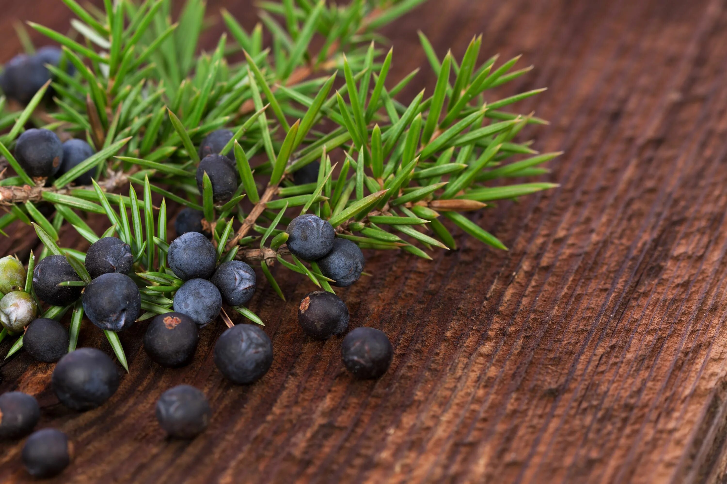 эфирное масло можжевельника обыкновенного. ягоды можжевельника в народной медицине. можжевельник лрс. можжевельник с коричневыми ягодами. можжевельник берри.