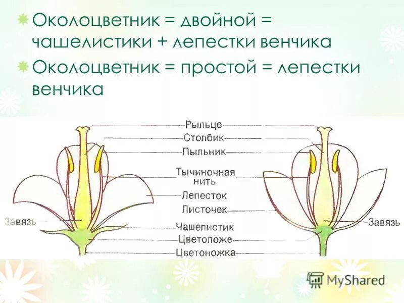 Околоцветник венчик и чашечка чашелистики=. Чашелистики + … = Двойной околоцветник.. Чашелистик, лепесток, околоцветник.. Околоцветник 3. Обычно венчик окружен б состоящей из чашелистиков