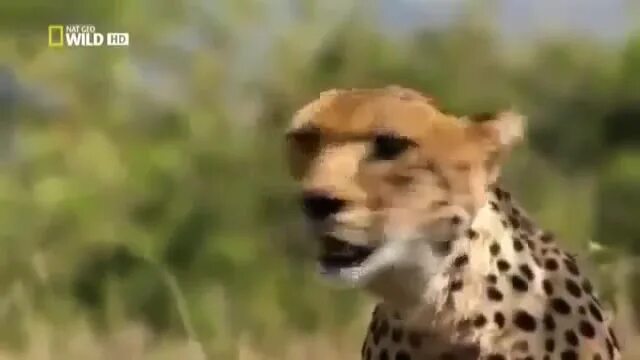 гиена в африке в дикой природе. фильм ввс дикая африка. львица и львенок. ввс живая природа. ввс живая природа хищников.