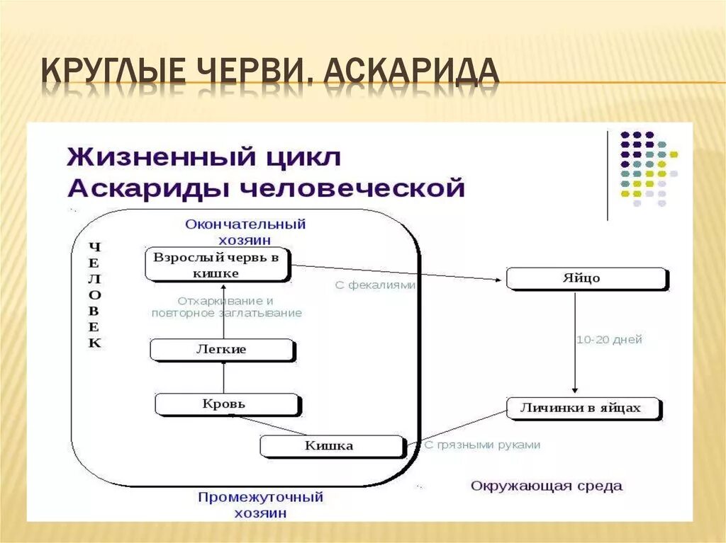 Жизненный цикл круглых червей схема. Окончательный и промежуточный хозяин аскариды человеческой. Аскарида человеческая основной и промежуточный хозяин. Цикл развития человеческой аскариды основной хозяин.