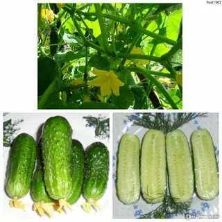 Огурцы сорт платоша