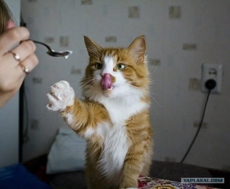 Котик Мурзик. Котика кормят с ложечки. Смешной кот в сметане. Мурзик смешные картинки.