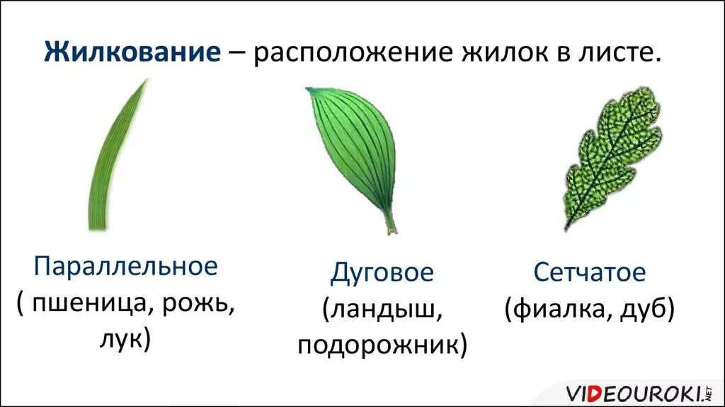 Какие типы жилкования