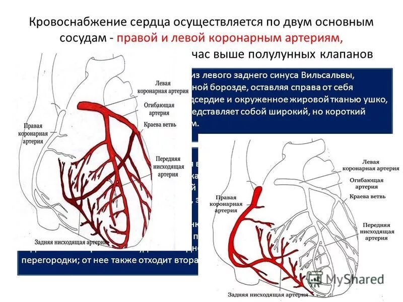 Правая сердечная артерия. Коронарный кровоток венечные артерии. Кровоснабжение сердца схема. Кровоснабжение сердца топографическая анатомия. Кровоснабжение миокарда левого желудочка осуществляется:.