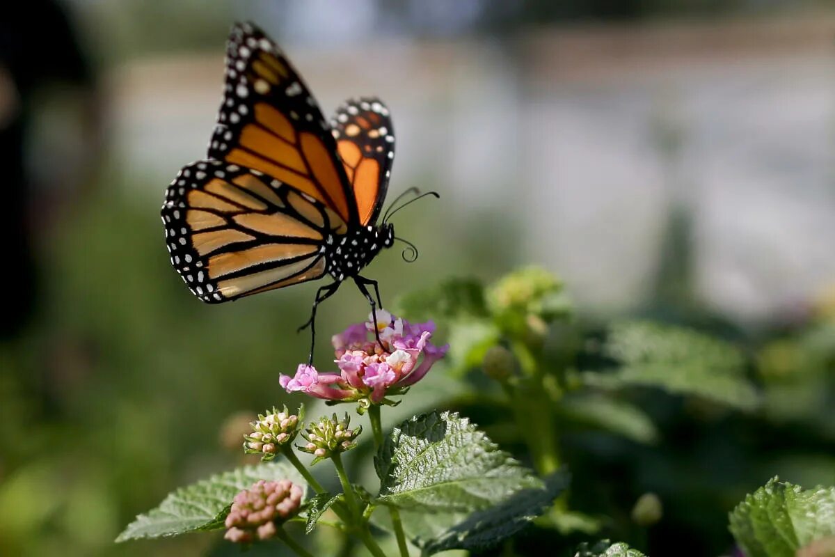 Fetching butterflies pixwox