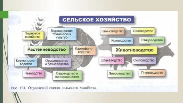 Состав сельского хозяйства России. Отраслевой состав сельского хозяйства. Отраслевой состав растениеводства. Отрасли сельского хозяйства схема. Растениеводство 10 класс география