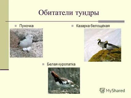 Впр тундра