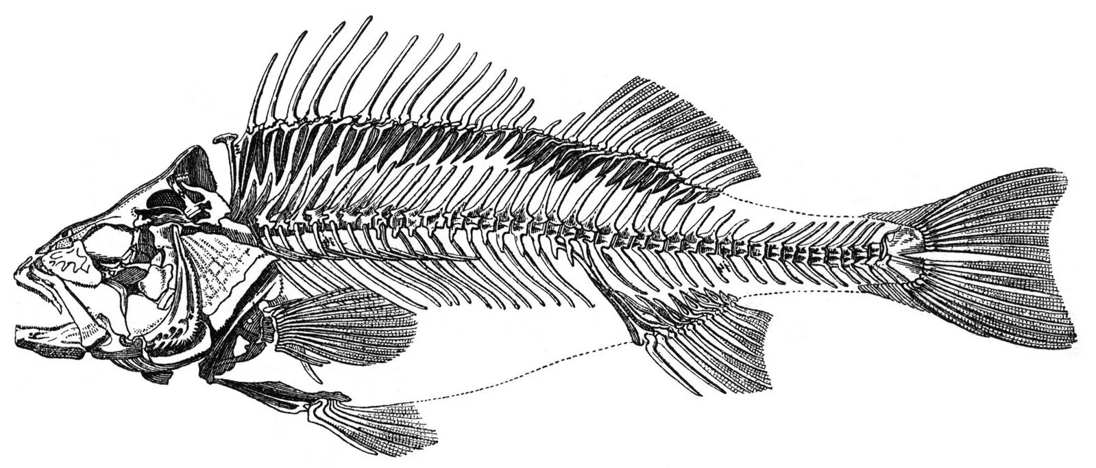 Скелет костистой рыбы. Осевой скелет костных рыб. Скелет костистой рыбы окуня. Строение скелета костистой рыбы.
