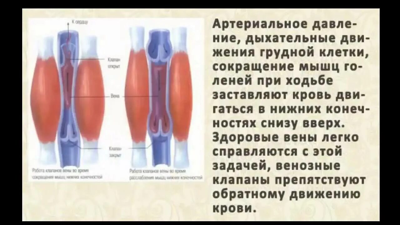 Венозные клапаны препятствуют обратному току крови. Венозные клапаны препятствуют обратному. Мазь для варикозного расширения вен. Клетки б укорачивание