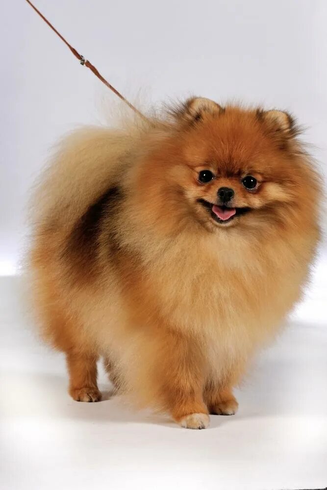 Maltese Dog Breed History,Pictures,Health,Care and Other Information Maltese dog