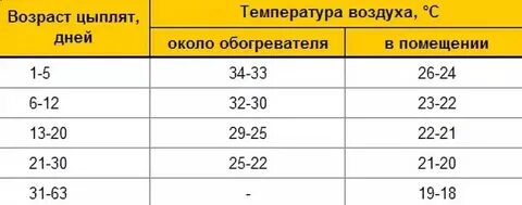 Какая температура в помещении у бройлеров