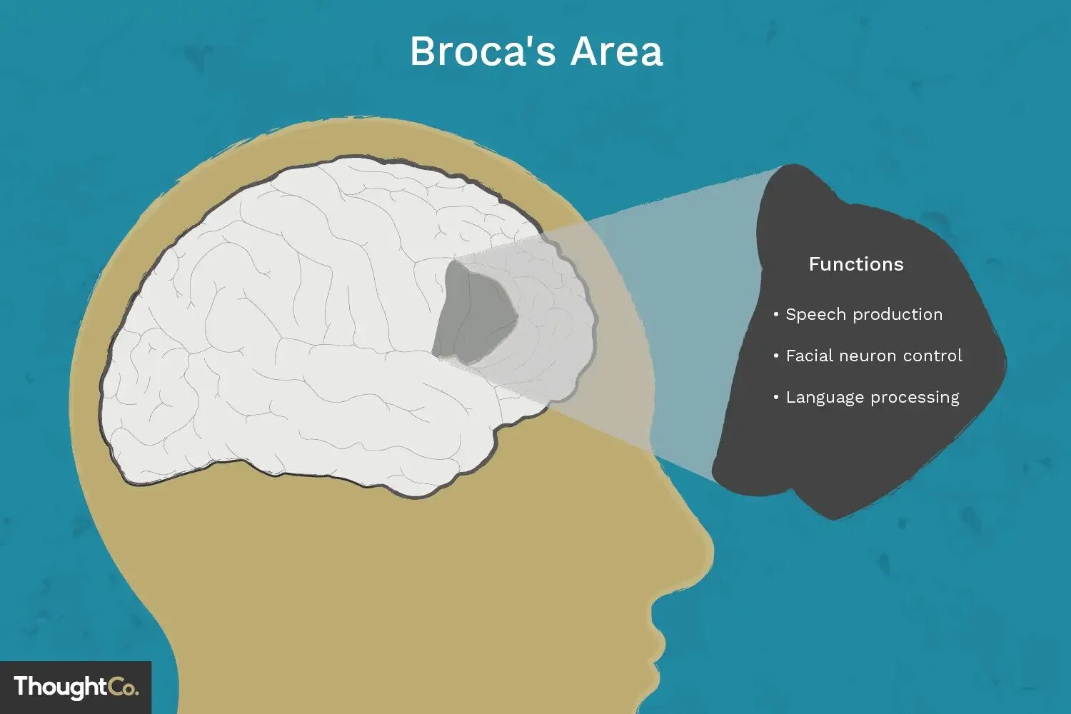 Включи галактический мозг. Broca area. Мозг и речь. Область Брока мозг.