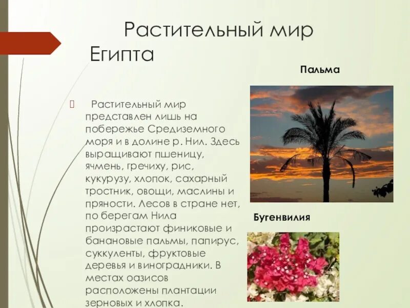 Природа египта 5 класс история. Растительный и животный мир египта. представители растительного мира египта. растения египта 2 класс. растения древнего египта.