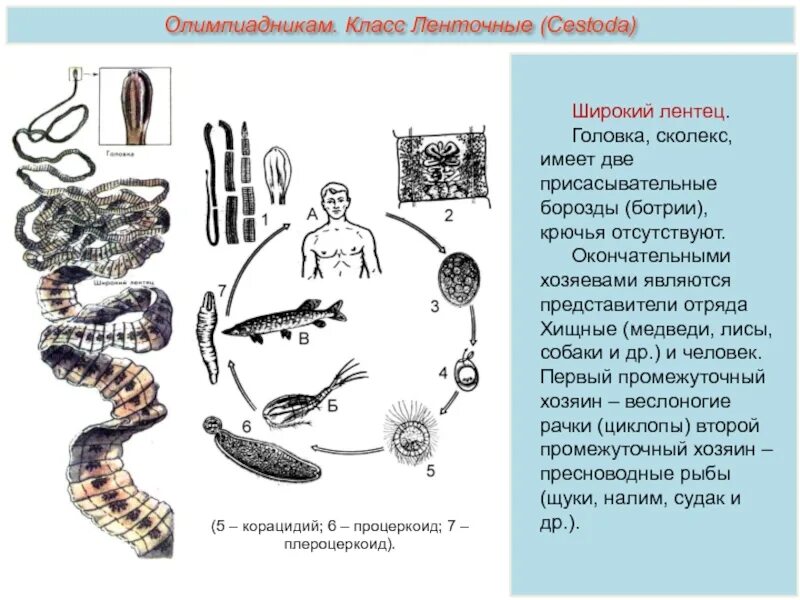 Представители ленточных
