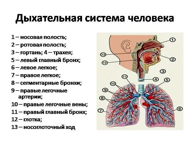 Заболевания органов дыхания - причины, симптомы, диагностика и лечение заболеван
