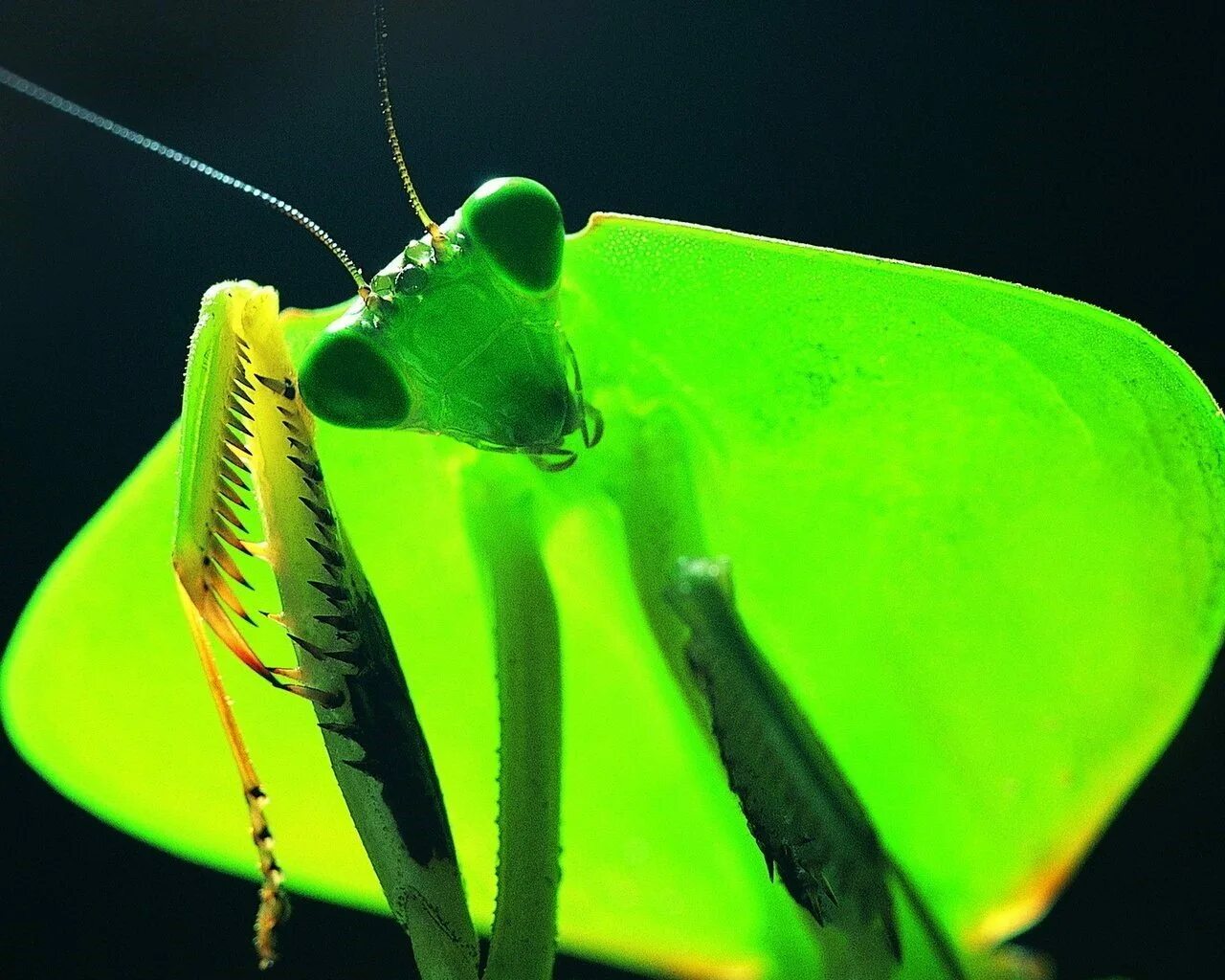 Глаза богомолов. Praying Mantis насекомое. Жук богомол. Королевский богомол. Черный богомол.