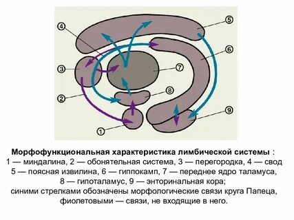 Гипоталамус лимбическая система