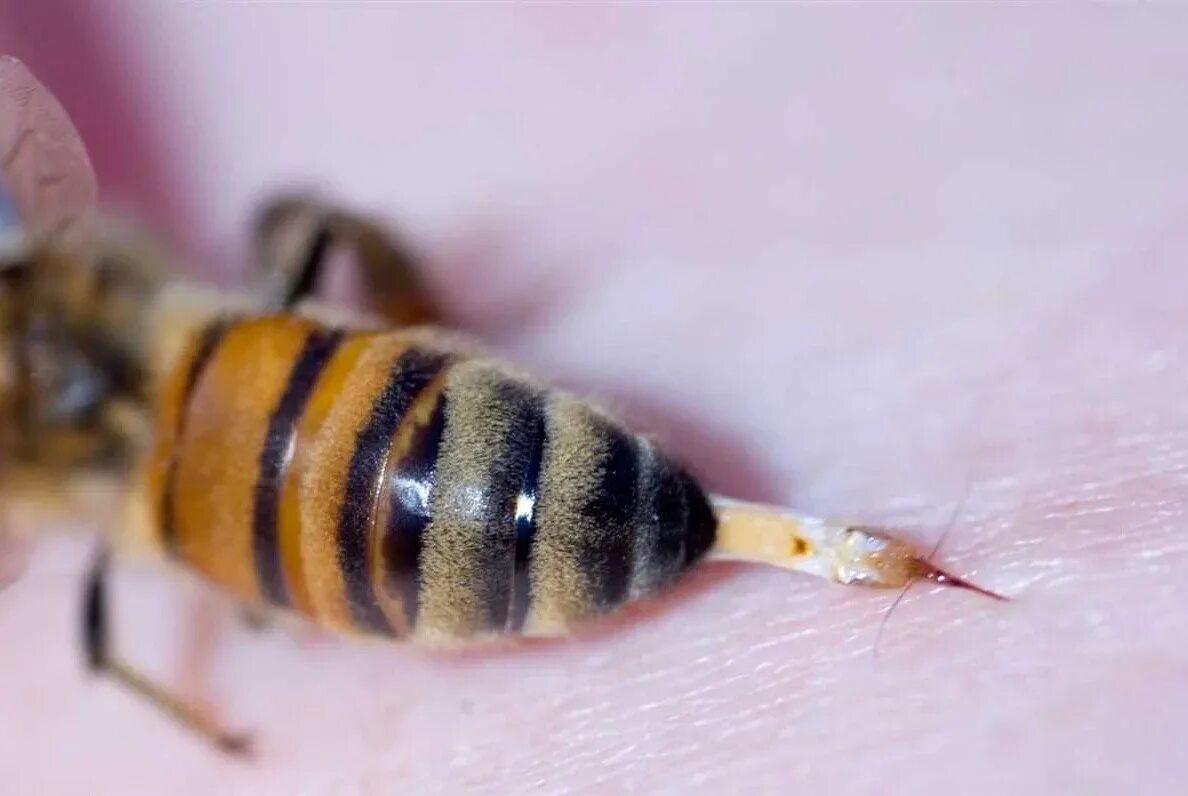 Шмель пчела оса шершень укусы. Пчела овод шершень оса. Что дают пчелы. Азиатский шершень жало. Ужал вшая пчела.