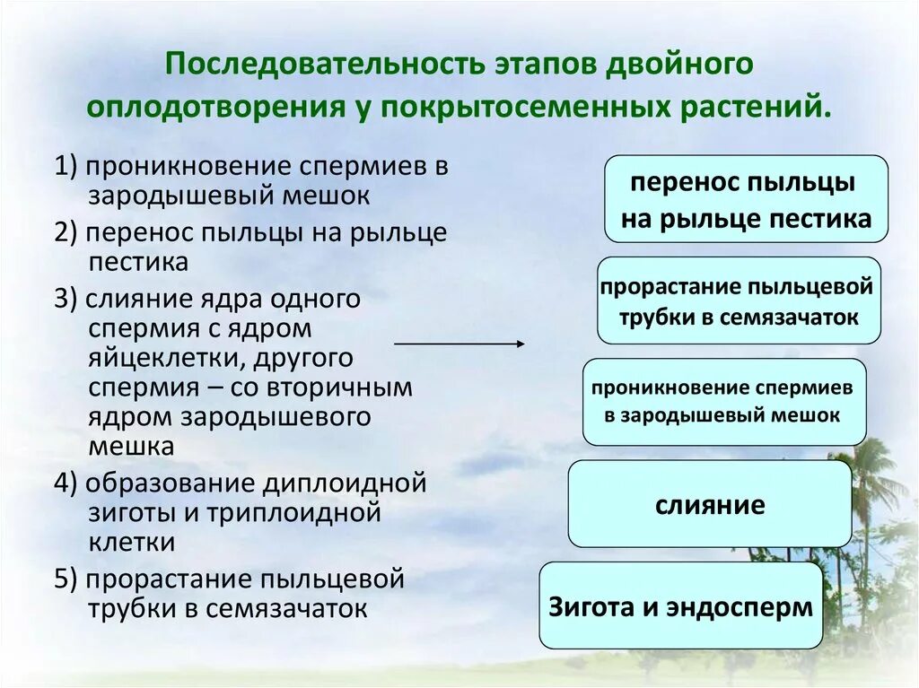 Преимущества двойного оплодотворения. Последовательность этапов двойного оплодотворения. Последовательности этапы двойного оплодотворения у растений. Последовательность двойного оплодотворения у цветковых растений. Этапы двойного оплодотворения у покрытосеменных растений.