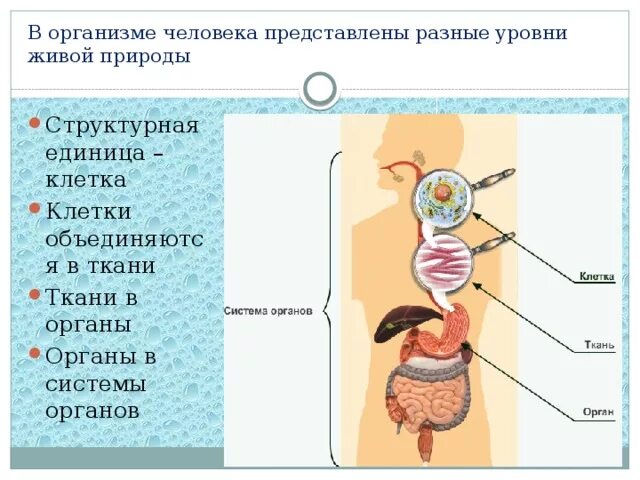 Ткани органы и система организмов. Компоненты организма человека. Системы органов организма человека. Ткани и системы органов человека. Сколько в организме органов