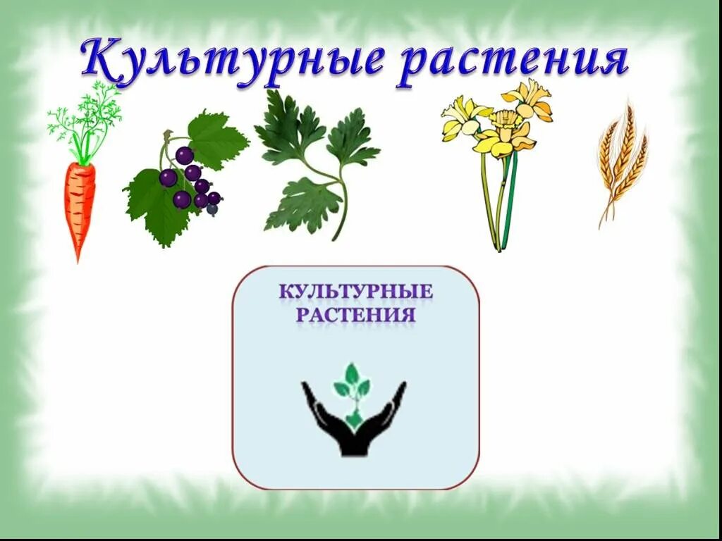 Культурные растения. Культурные растения для детей. Рисунок на тему растение культурное. Культурные растения для дошкольников.