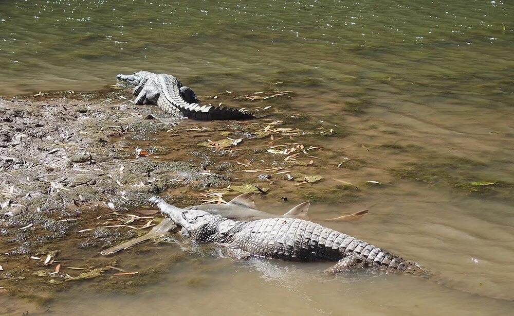 Змея крокодил акула. Гребнистый крокодил против акулы. Белая акула против гребнистого крокодила. Гребнистый крокодил ест акулу. Гребнистый крокодил в Австралии.