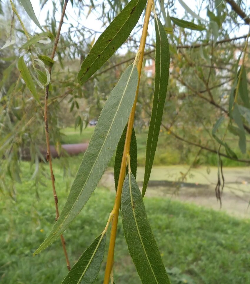 Ива белая серебристая salix alba. Ива белая серебристая salix alba. Ива белая серебристая salix alba. Ива белая серебристая salix alba. Ива белая sericea.