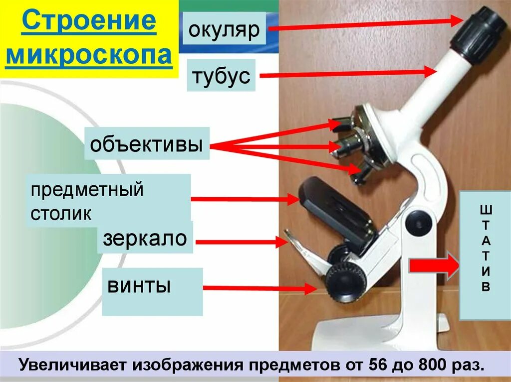 Микроскоп тубус, окуляр, винты. Окуляр микроскопа строение микроскопа. Строение окуляра микроскопа. Строение микроскопа тубус окуляр предметный столик.