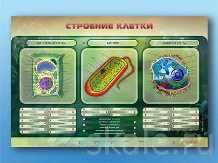 Зачем тренеру знать строение клетки