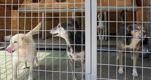 приют для собак в новошахтинске. приют новошахтинск. приют для собак в ростовской области новошахтинск. приют новошахтинск. приют для собак в новошахтинске.