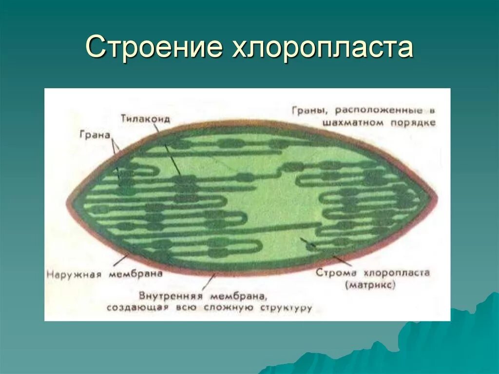 Хлоропласты имеют мембраны. Строение хлоропласта. Строма и Матрикс хлоропластов. Строение хлоропласта 6 класс биология. Граны и стромы хлоропластов.