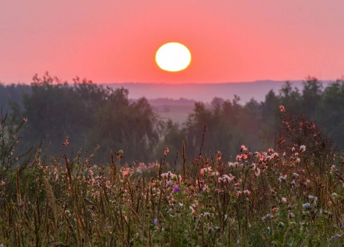 зорька заря. луг вечером. ранний рассвет. камыш на закате. на зарю вечернюю солнце.