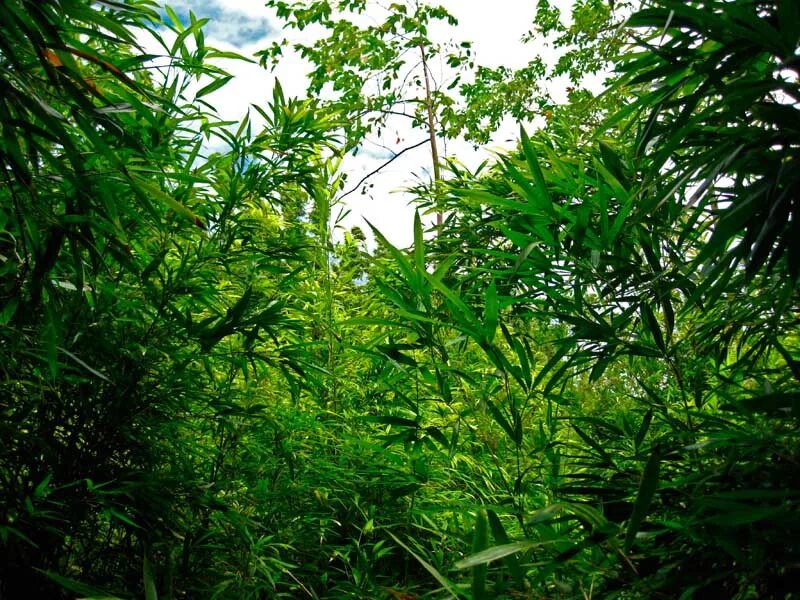 Заросли значение. Кустарниковые заросли. заросли кустарника арт. греция кустарниковые заросли.