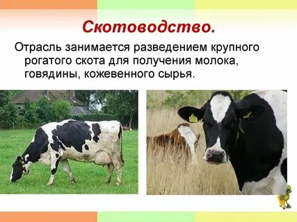 Отрасль животноводства занимающаяся разведением