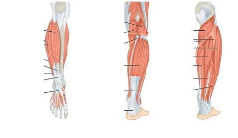 Lower leg
