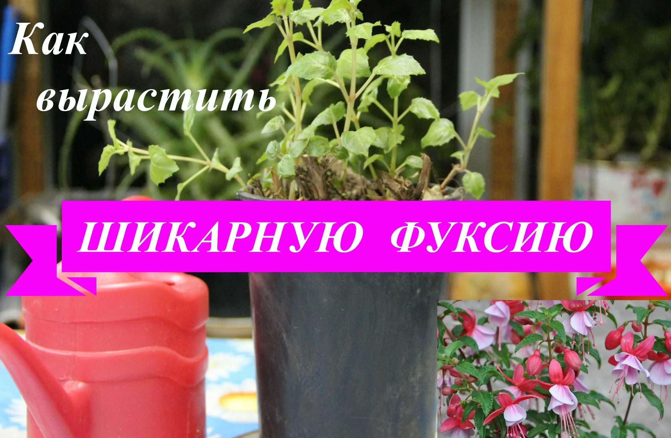 Как получить фуксию. Как вырастить фуксию. фуксия как сажать. фуксия на грядке. фуксия уход и размножение.