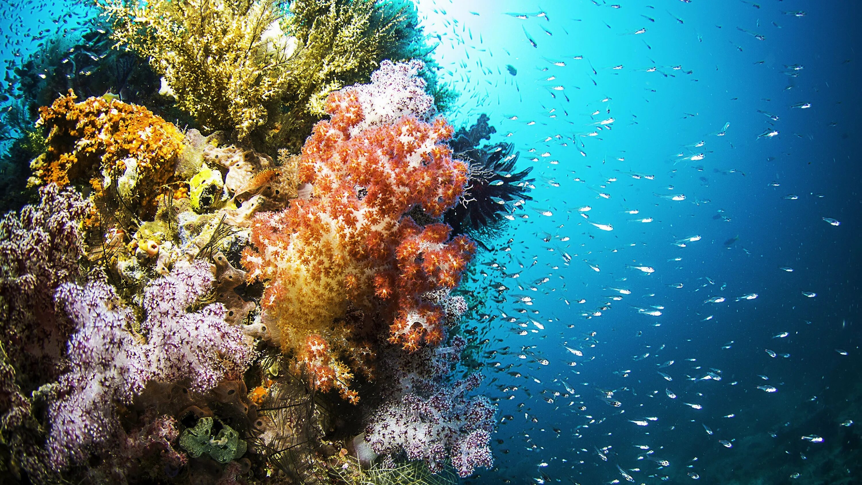 Раджа-Ампат рифы. Риф красного моря глубины. Морские водоросли на рифе. Водоросли кораллового рифа. Красивые коралловые рифы