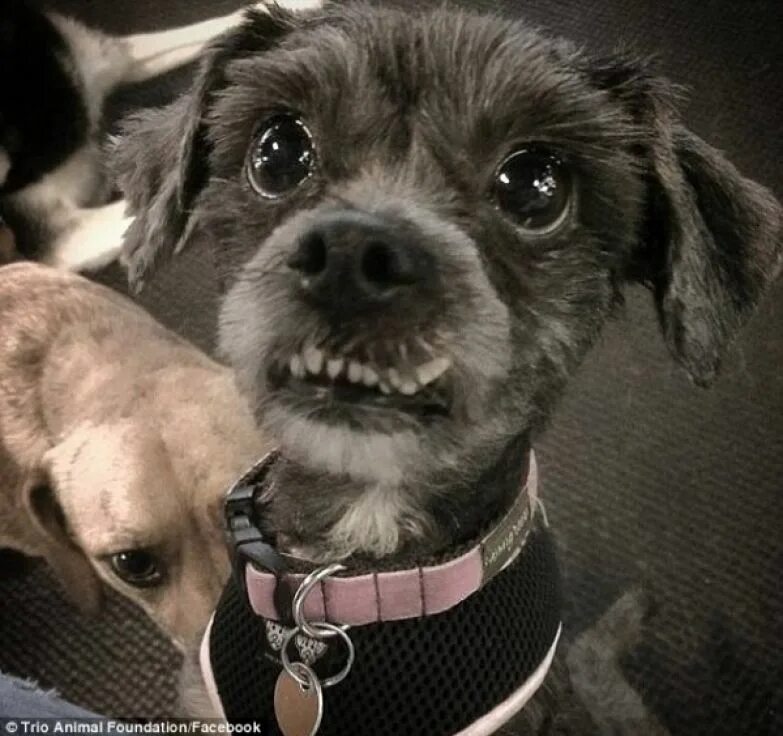 Бездомный пес. Прогулка с собакой. Собака мимо. Песчаная собака. Бездомные животные.