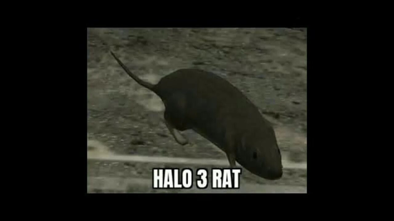 Halo rat. 3 Крысы Мем. Три крысы пикча. Три крысы в шляпах фото. По следу крысы 3 военный