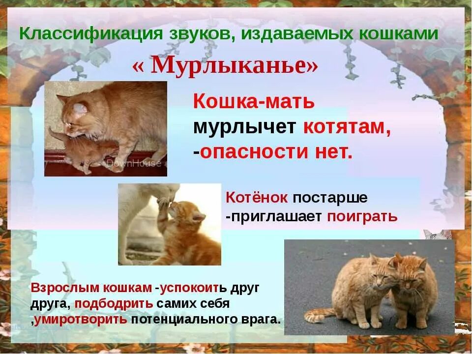 Почему котята мурчат. Чем мурлычат кошки. Почему кошки мурлычат. Почему кот мурлыкает. Как коты мурлыкают.