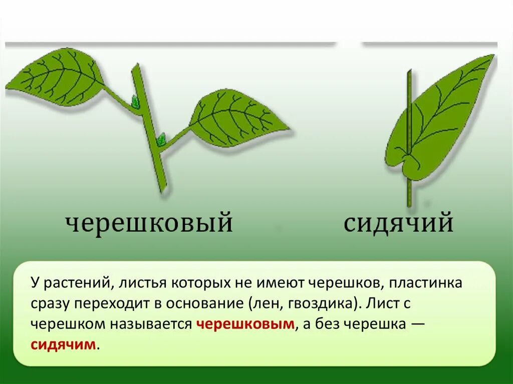 Сидячие и черешковые листья биология. Внешнее строение листа черешковые сидячие. Строение листа сидячий и черешковый. Внешнее строение черешкового листа. Листья это письма лета текст