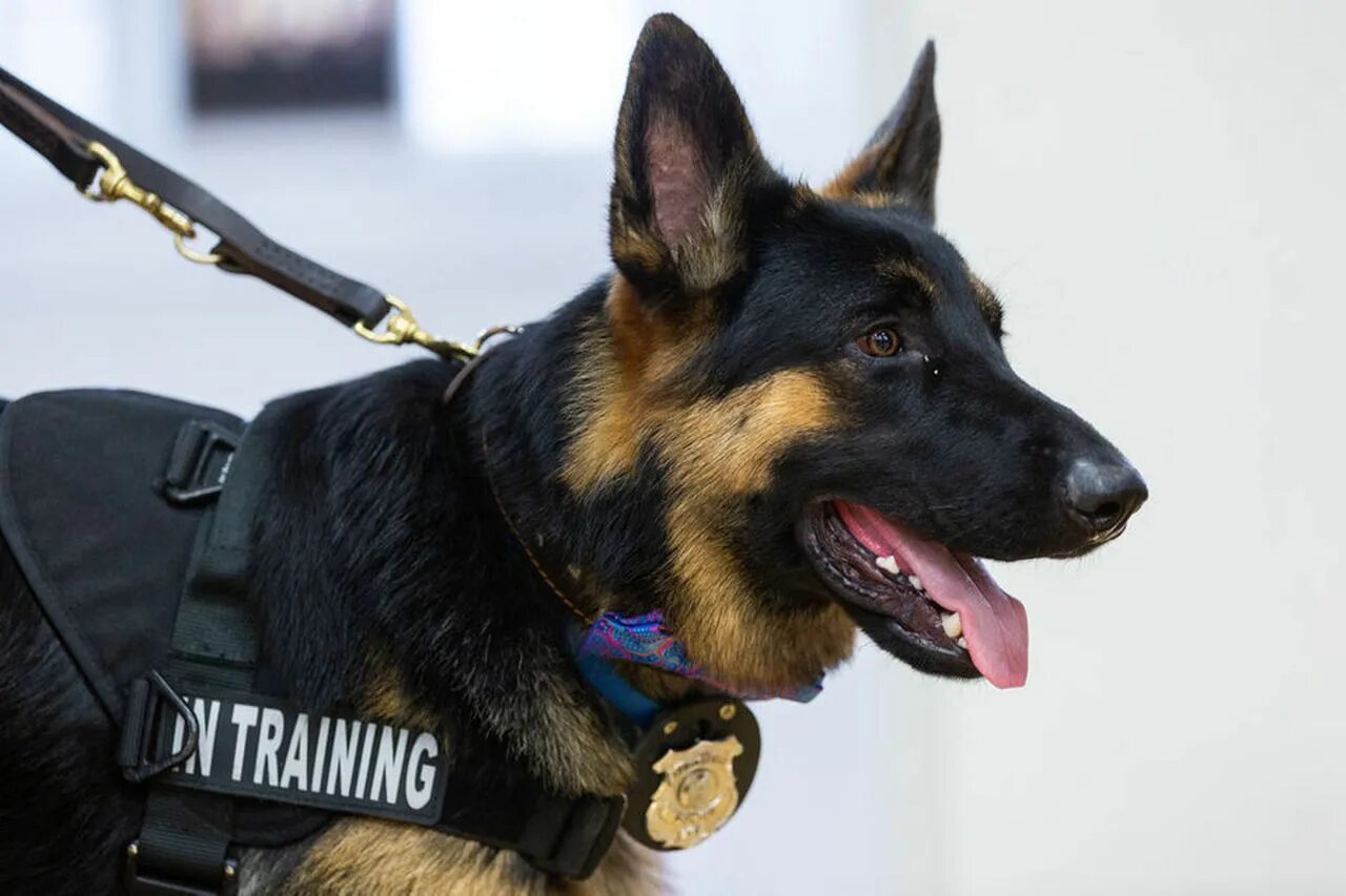 Law Enforcement. stock photo. Image of fall, intelligent - 21450160 Police k9, P
