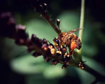 3.5 mm f f