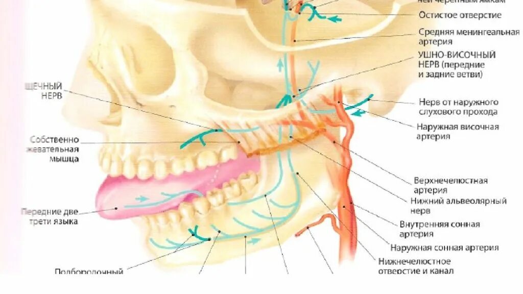 Ушно-височный нерв иннервация. Ушно-височный нерв сопровождает. Ушно-височный нерв анатомия. Передний глубокий височный нерв.