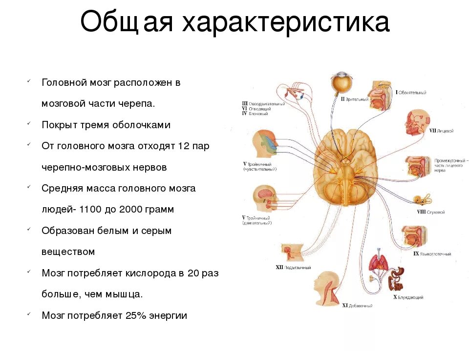 Функции отделов головного мозга схема. Характеристика головного мозга человека. Строение и функции головного мозга схема. Характеристика строения головного мозга. Какие функции выполняет головной мозг человека